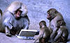 Click image for larger version. 

Name:	monkeys-and-typewriters.jpg 
Views:	352 
Size:	34.4 KB 
ID:	10510