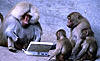Click image for larger version. 

Name:	monkeys-and-typewriters.jpg 
Views:	351 
Size:	34.4 KB 
ID:	10510