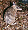 Click image for larger version. 

Name:	vic-EasternBarredBandicoot-large.jpg 
Views:	133 
Size:	103.7 KB 
ID:	11522