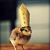 Click image for larger version. 

Name:	Chicks-In-Hats8.jpg 
Views:	398 
Size:	42.6 KB 
ID:	14489