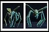 Click image for larger version. 

Name:	Flying Spider Green Sculpt.jpg 
Views:	65 
Size:	86.0 KB 
ID:	16735
