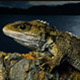 Tuatara's Avatar