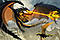 Dagron XIII's Avatar