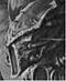 Squirrelking's Avatar